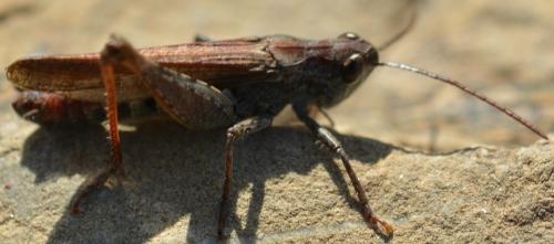 Chorthippus sp.